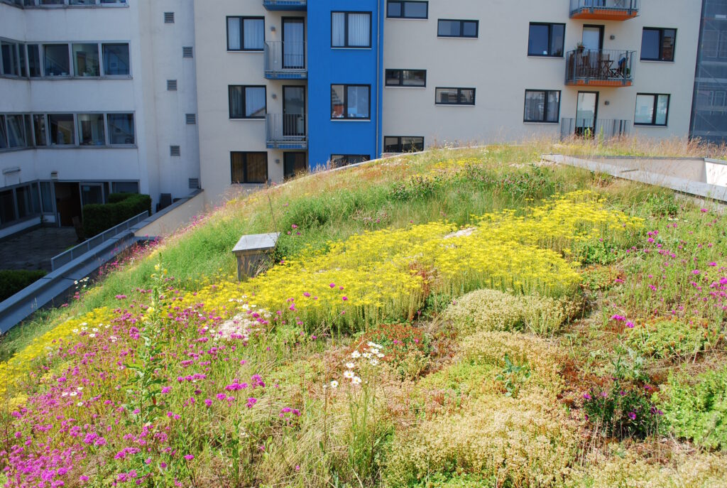 Dachbegrünung auf einem Schrägdach