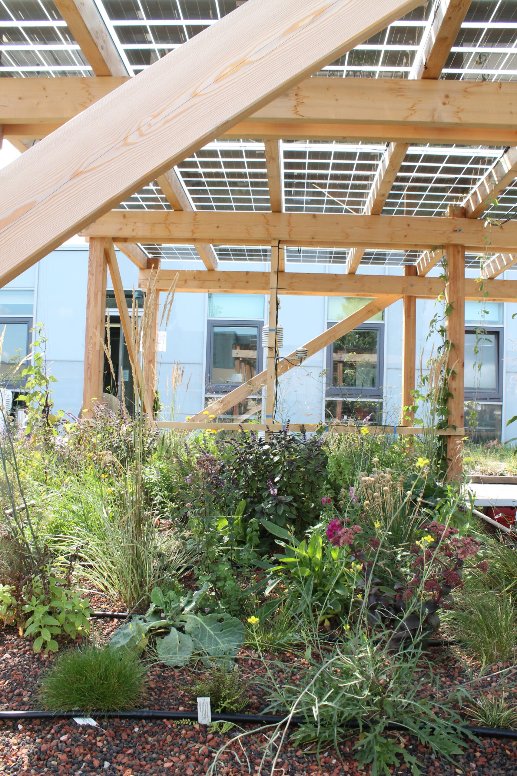Blumen vor Holzgestell, auf dessen Dach sich Photovoltaik-Module befinden