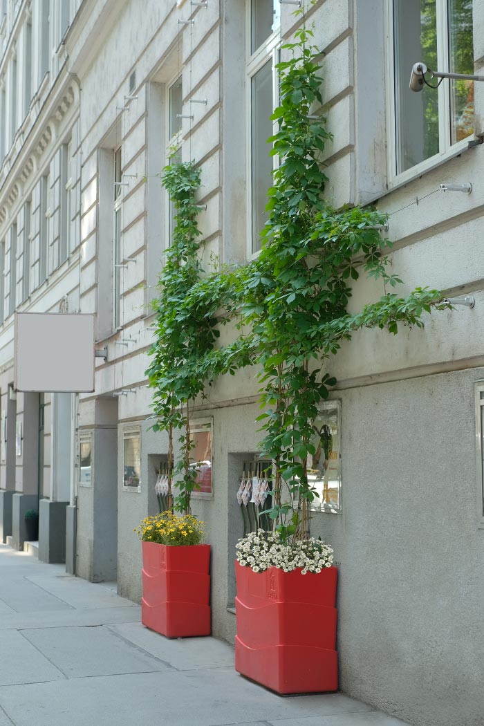 Tröge mit rankender Begrünung vor einer Hausfassade