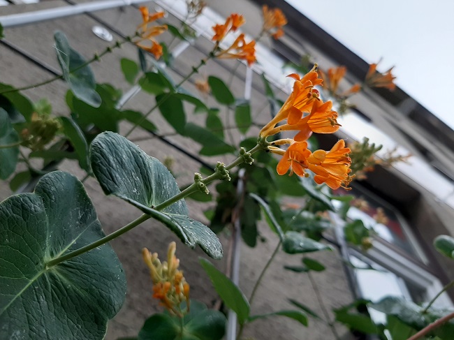 Orange Blüten ranken an einer Hausfassade